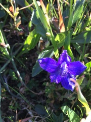 Delphinium decorum decorum
