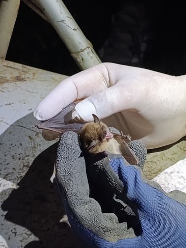 Myotis observed 2026-10-21
