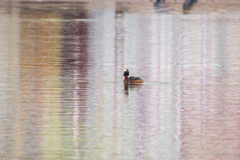 Podiceps auritus