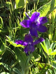 Delphinium decorum decorum