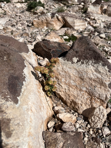 Abert's buckwheat