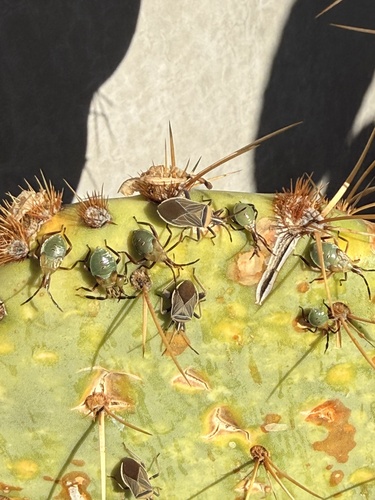 Cactus Coreid Bug