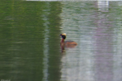 Podiceps auritus