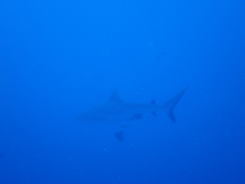 Carcharhinus amblyrhynchos observed 2026-10-13