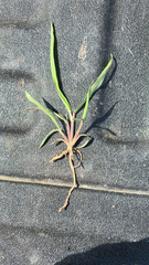 Urochloa platyphylla