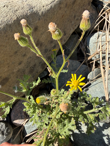 Senecio viscosus observed 2026-10-25