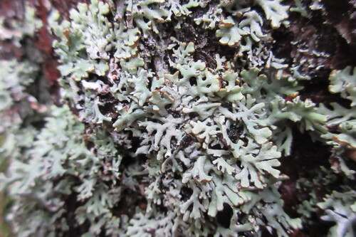 Hypogymnia physodes observed 2026-10-25