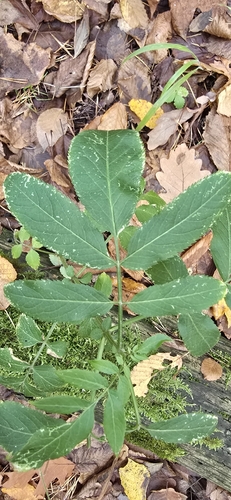 Sambucus ebulus observed 2026-10-25