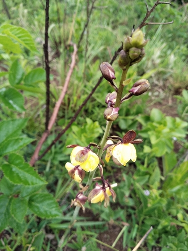 Eulophia streptopetala, 2026-10-25