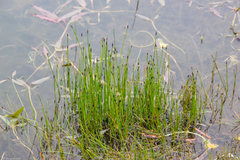 Eleocharis