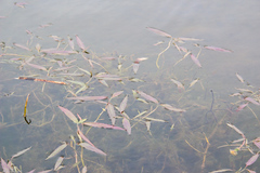 Persicaria amphibia