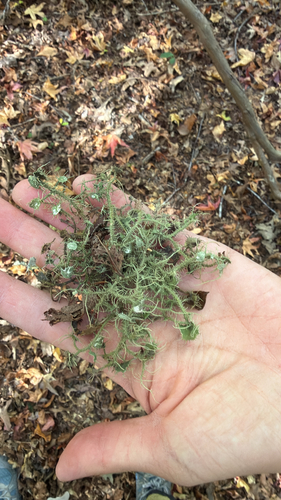 Usnea observed 2026-10-25