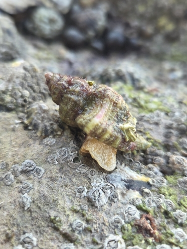 Ocenebra erinacea, 2026-10-25