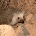 North African Hedgehog - Photo (c) Sébastien SANT, some rights reserved (CC BY-NC), uploaded by Sébastien SANT