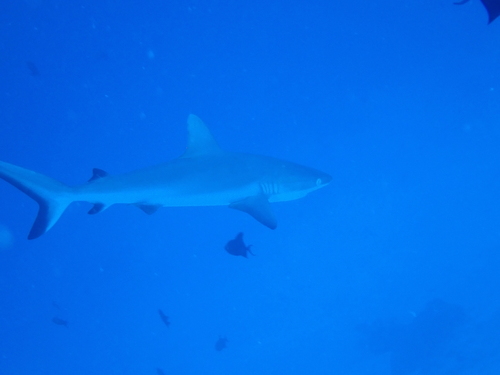 Carcharhinus amblyrhynchos observed 2026-10-13