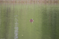 Podiceps auritus