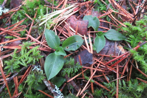 Goodyera repens, 2026-10-25