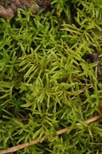 Pseudoscleropodium purum observed 2026-10-25