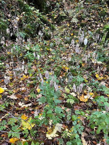 Lunaria rediviva observed 2026-10-25