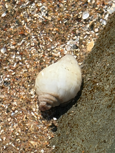 Nucella lapillus observed 2026-10-25