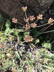 Lomatium nudicaule