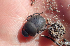 Epirinus flagellatus