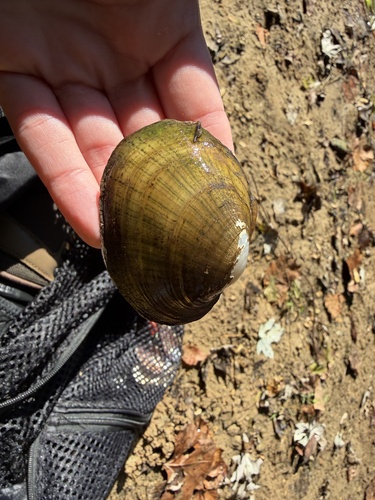 Lampsilis fasciola, 2026-10-23