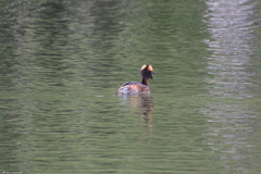 Podiceps auritus