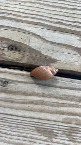 Euglandina rosea observed 2026-10-25