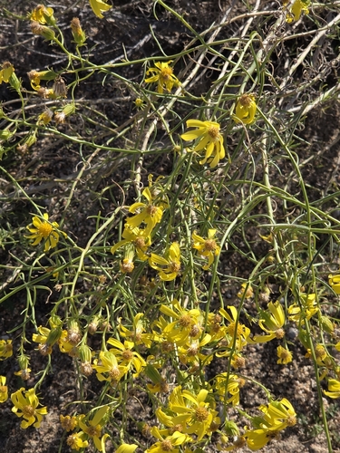 threadleaf groundsel