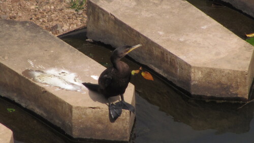 Cormorán Neotropical