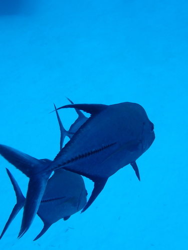 Caranx lugubris observed 2026-10-11