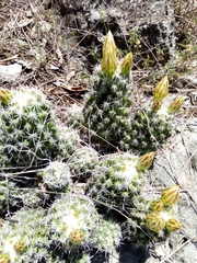 Coryphantha