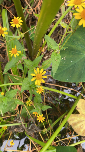 Spilanthes observed 2026-10-25
