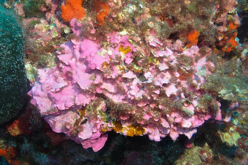 Lithophyllum observed 2026-10-25
