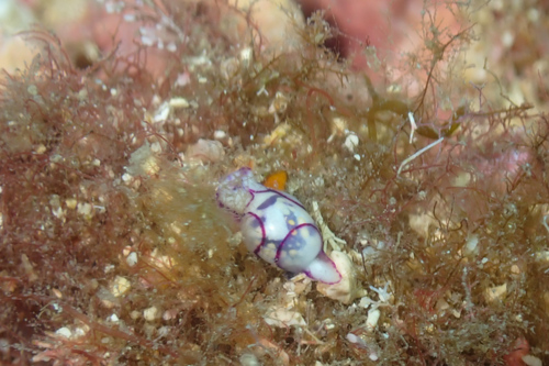Haminoea observed 2026-10-25