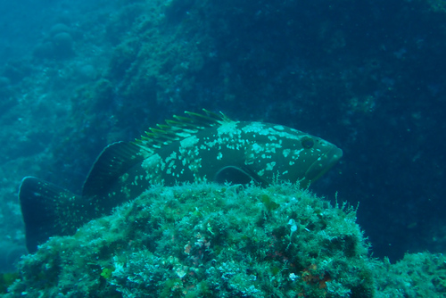 Epinephelus marginatus observed 2026-10-25