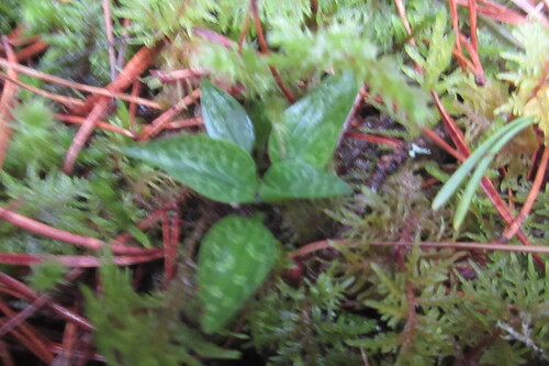 Goodyera repens, 2026-10-25