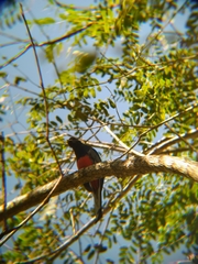 Trogon surrucura surrucura