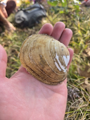 Cardium observed 2026-10-25