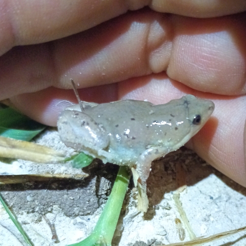 Western Narrow-mouthed Toad
