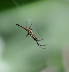 Micrathena brevipes