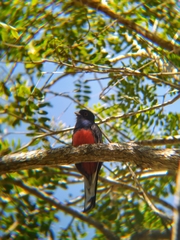 Trogon surrucura surrucura