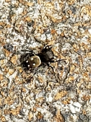 Heliophanus kochii