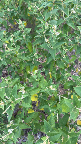 Bush croton