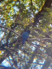 Trogon surrucura surrucura