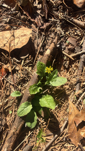 Youngia japonica observed 2026-10-25