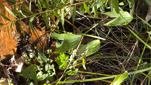 Sagittaria latifolia observed 2026-10-25