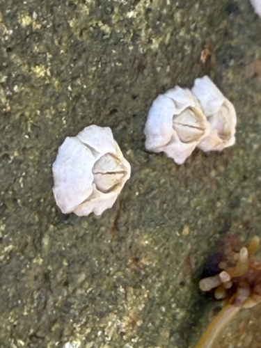 Semibalanus balanoides observed 2026-10-25