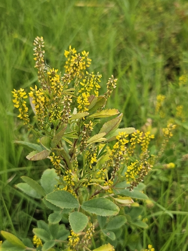 Melilotus indicus observed 2026-10-25